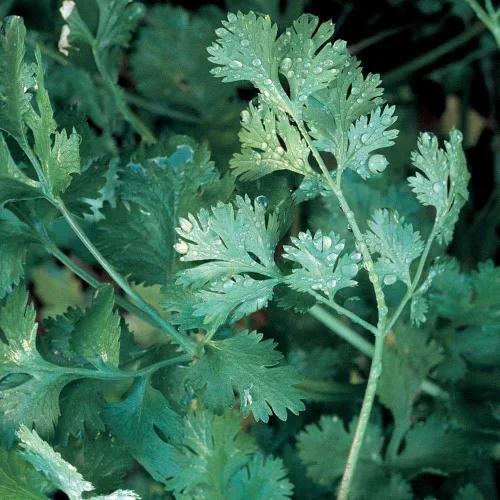 Miniatura 2 de 1,000 semillas de cilantro de perno lento para plantar 0.45 onzas de semillas a granel Microgreens orgánicos, sin OMG, cosechadas en EE. UU