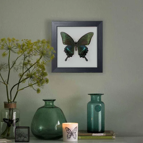 Miniatura 7 de ITrixgan Taxidermia enmarcada de mariposa real, espécimen de mariposa para clase de ciencias para amantes de los insectos, decoración gótica