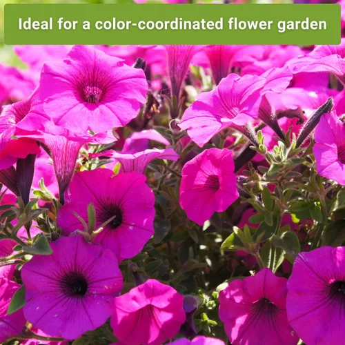 Miniatura 5 de Sow Right Seeds - Colección de semillas de flores rosas para plantar - Paquetes de reliquia sin OMG con instrucciones - Maravillosas flores rosadas