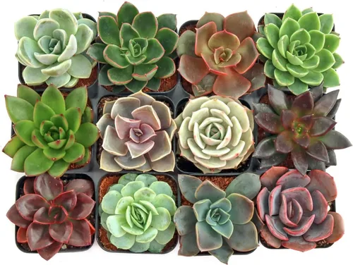 Miniatura 9 de Mountain Crest Gardens Echeveria - Paquete variado de suculentas – 20 plantas de roseta vivas, múltiples variedades, enraizadas en macetas de 2