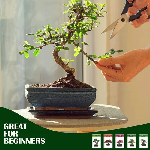 Miniatura 6 de Meekear Creciendo en abeto azul, secuoya del amanecer, árbol de llama, árbol de Judas, interior y exterior, jardinería en el hogar, regalos
