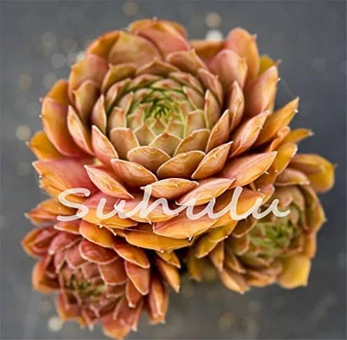 Miniatura 4 de 200 piezas de semillas de mezcla de suculentas para gallinas y pollitos (Sempervivum Hybridum) Bonsái Plantas de flores para jardín casero 19