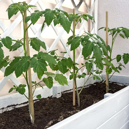 Miniatura 4 de BOVITRO - Estacas para plantas, palitos de bambú natural de jardín de 18 pulgadas, 20 estacas de apoyo para plantas de tomates, frijoles, vegetales