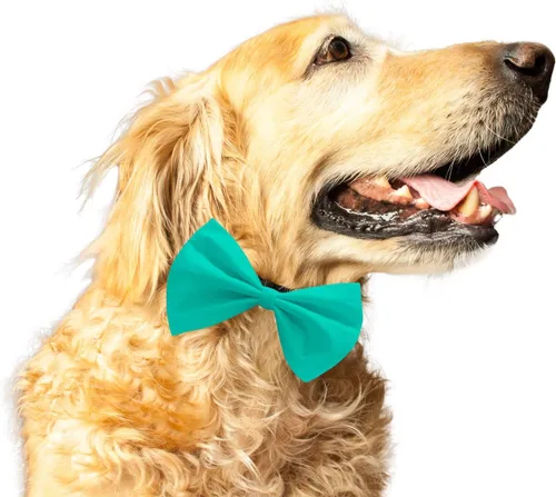 Ruse Pajarita para mascotas para perros y gatos, color aguamarina, sólida, fácil de usar, antirozaduras, correa elástica, regalo para mascotas,