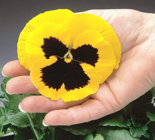Semillas Cool Wave Fire Pansy Viola Flowers Anual