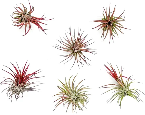 Miniatura 13 de ragnaroc Plantas de aire – Druida Tillandsia Ionantha, Regular 2-3 pulgadas – 3 ct – Llegada viva garantizada – Plantas de interior para decoración