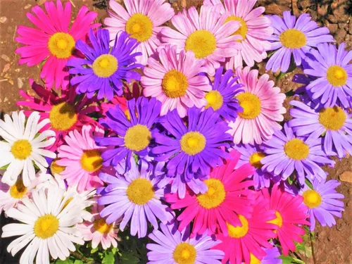 TomorrowSeeds - Semillas de Aster de China de mezcla única - Más de 1000 unidades - Para plantar Callistephus Chinensis Annual Daisy Asiático