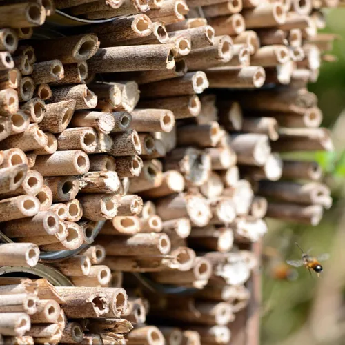 Miniatura 4 de 100 tubos de abeja de caña, tubos naturales de abeja, repuesto de tubo de abeja, tubos de casa de abejas masón, insertos de cartón, suministros