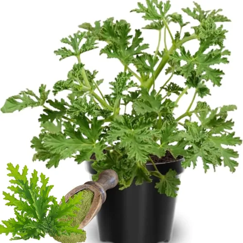 Juego de 4 plantas de citronela vivas, de 3 a 6 pulgadas de alto, planta de citronela viva de interior, maceta de citronela, plantas vivas de