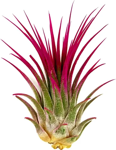 Miniatura 11 de ragnaroc Plantas de aire Tillandsia Ionantha, Regular 2-3 pulgadas - 1 unidad - Color orgánico mejorado - Llegada en vivo garantizada - Plantas