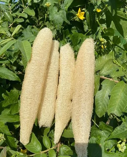 Miniatura 5 de 30 piezas de semillas de calabaza de esponja acanalada china okra angulada Luffa calabaza grande semillas frescas