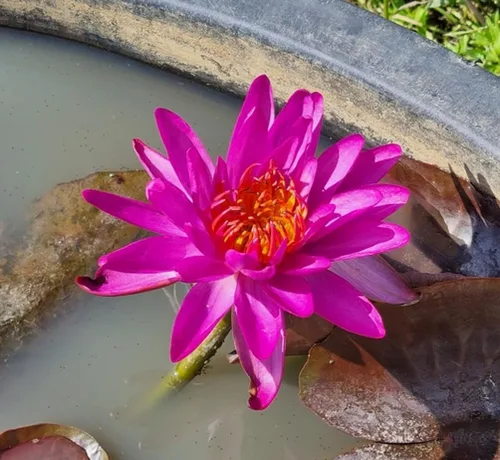 Miniatura 5 de 35 piezas Tazón de semillas de loto mezclado lirio de agua para plantar agua Características Bonsai Lotus Flower Interior Exterior Jardín Estanque