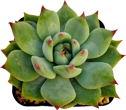 Miniatura 5 de Fat Plants San Diego Live Echeveria Planta Suculenta Híbrida, Lola