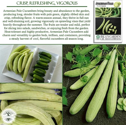 Miniatura 5 de Isla's Garden Seeds - Semillas de pepino verde pálido armenio (Cucumis sativus) – Más de 100 semillas tradicionales y sin OMG para plantar, pepinos