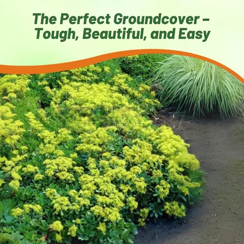 Miniatura 6 de Outsidepride Hybridum Sedum Seeds - 1000 semillas perennes de cobertura del suelo para plantar, plantas suculentas resistentes al frío y tolerantes