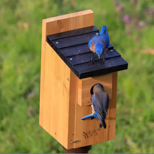 Miniatura 7 de Wild Wings WWCH3 Cedro Blue Bird Box House