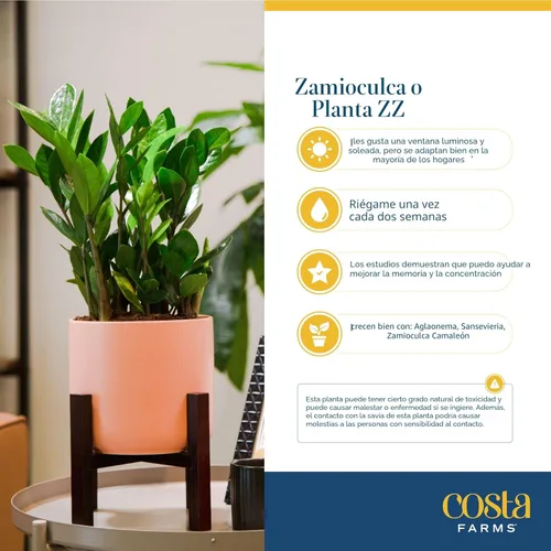 Miniatura 6 de Costa Farms ZZ Planta viva en maceta decorativa, fácil de mantener, planta de interior purificadora de aire, perfecta para decoración del hogar