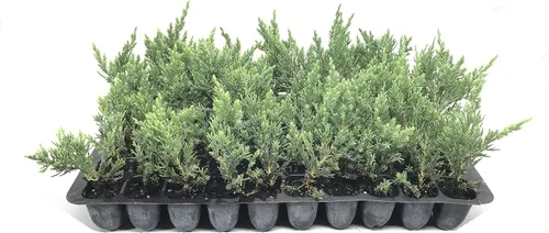 Miniatura 2 de Juniper Parsoni - 3 plantas vivas - Juniperus Squamata Expansa Parsons - Cubierta de suelo de hoja perenne resistente a la sequía resistente al frío