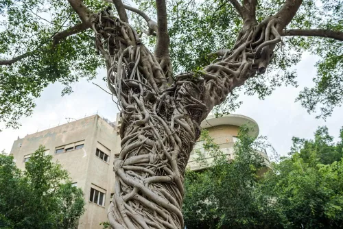 Semillas de árbol de Banyan para plantar - 20 semillas de Ficus benghalensis - Árbol baniano indio - Enviados desde Iowa, EE. UU