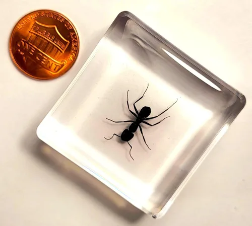 Miniatura 2 de Hormiga tejedora real de 1.457 in en resina de lucita cristalina, espécimen preservado de polyrhachis inmersiones, insectos, taxidermia, colección