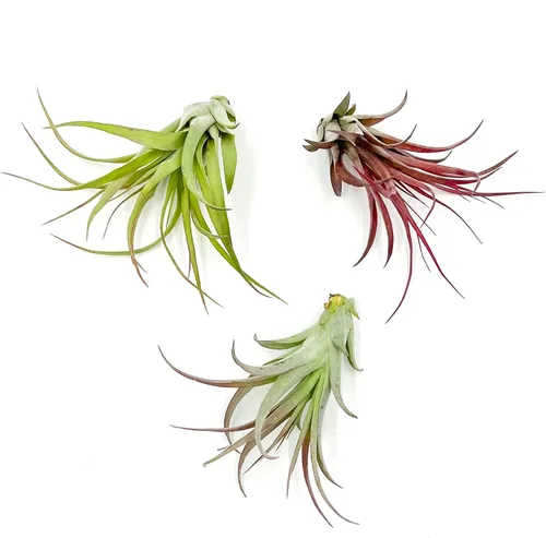 Miniatura 50 de ragnaroc Planta de Aire Viva – Tillandsia Capiput, Jumbo 6-9” - 2 unidades - Llegada Viva Garantizada - Plantas de Casa para Decoración del Hogar
