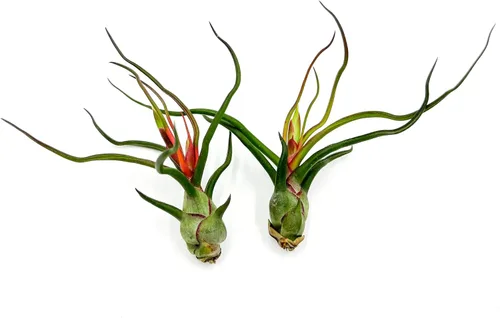 Miniatura 48 de ragnaroc Air Plants - Tillandsia Caput Medusae Floreciente, Grande 5-7" - 1ct - Llegada Viva Garantizada - Plantas de Casa para Decoración del Hogar