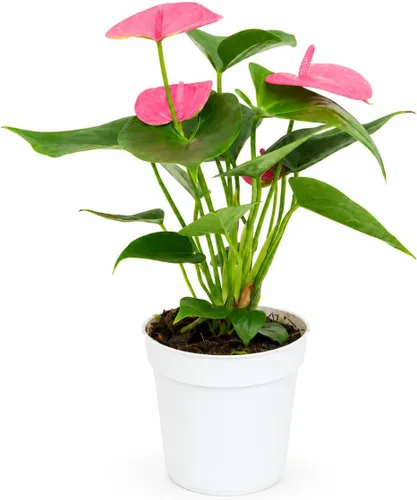 Miniatura 37 de Agloanema Garnet House Plant, Chinese Evergreen Live Plant for Indoor Spaces, Colorful Aglaonema Live Plant, Feng Shui Plants Live Houseplants for