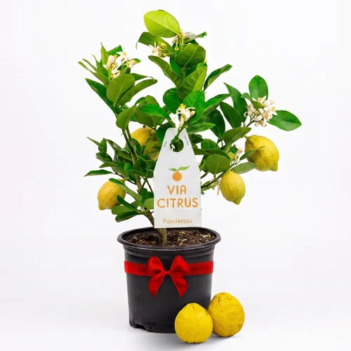 Miniatura 10 de Calamondin Tree - Plantas vivas para exteriores de 18 a 22 pulgadas de alto, árboles frutales de interior enanos, plantas vivas que no se pueden