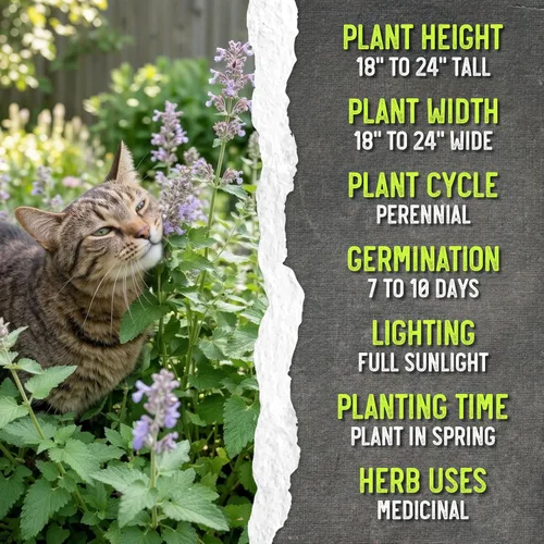 Miniatura 7 de Seed Needs Semillas de hierba gatera para plantar Nepeta cataria - Semillas de hierbas sin OMG y sin tratar para plantar y cultivar un jardín