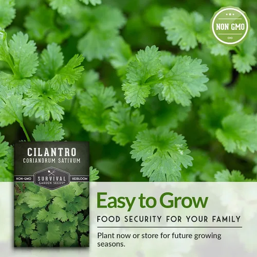Miniatura 5 de Semillas de cilantro para plantar Hierba de cilantro sin OMG Cultivo de jardín interior y exterior Cosecha confiable de crecimiento rápido
