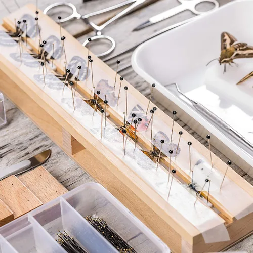 Miniatura 6 de WILLBOND Kit de 500 pines de acero inoxidable para insectos, pasadores de entomología, colecciones de mariposas, paquete variado para entomología