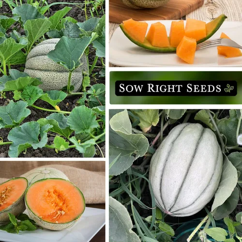 Miniatura 4 de Sow Right Seeds - Semillas de melón Honey Rock para plantar - Paquete de reliquia sin OMG con instrucciones para plantar un huerto casero - Cultiva