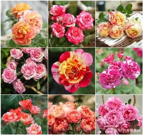 Miniatura 3 de 1000 semillas + Muti Color Mix Rose Seeds - Flores exuberantes, perennes, mariposa fragante trepadora de vid, semillas de flores. Semillas de rosa