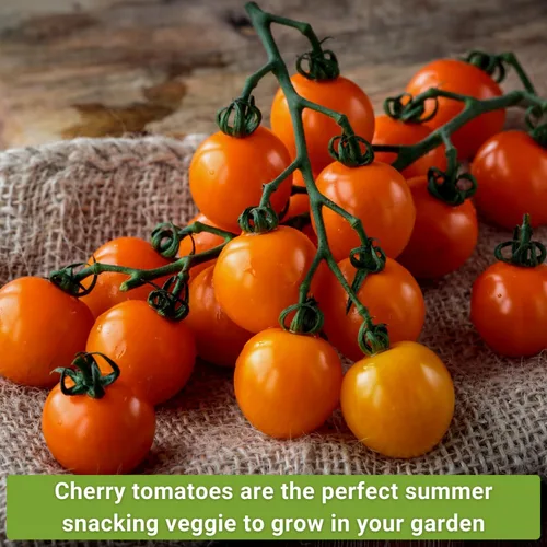 Miniatura 4 de Sow Right Seeds - Colección de semillas de tomate cherry para plantar - Tomates cherry negros, rojos grandes, blancos, naranjas, cherry bicolor