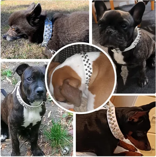 Miniatura 4 de Collar de perro y gato con pinchos pequeños para perros pequeños y medianos machos y hembras, collares ajustables con tachuelas para cachorros