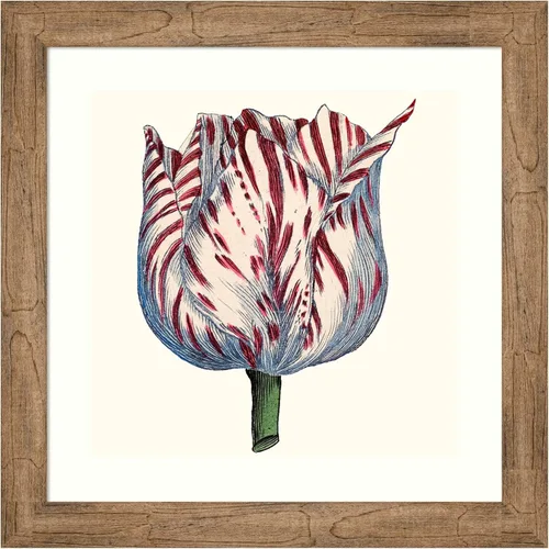 Amanti Art Framed Wall Art Print 24x24 Tulip Garden VI by Vision Studio, Flowers Wall Art, Vintage Decor, Medium Poster Painting Artwork for Living