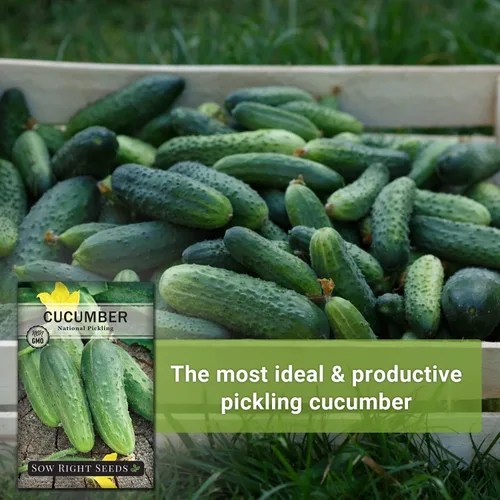 Miniatura 4 de Sow Right Seeds - Semillas de pepino de encurtido nacionales para plantar - Paquete de reliquia sin OMG con instrucciones para plantar y cultivar un