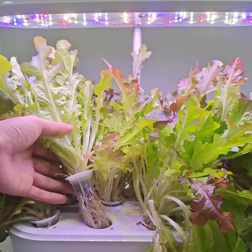 Miniatura 3 de Esponjas de cultivo, cápsulas de inicio compatibles con Aero Garden, cápsulas de recarga para sistema de cultivo hidropónico (100 unidades)