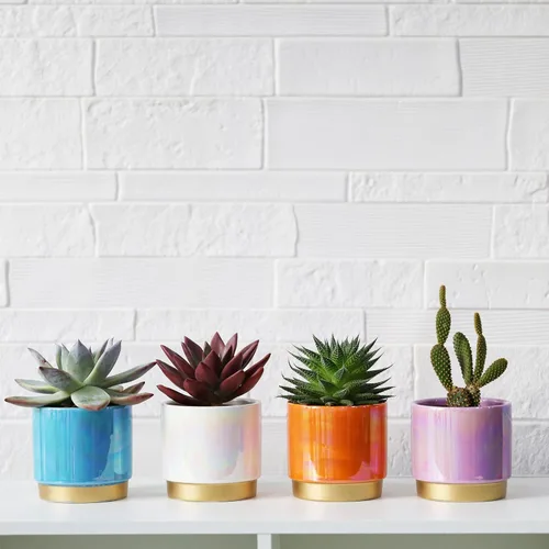 Miniatura 4 de Gepege - Macetas para suculentas para plantas, maceta para suculentas con agujeros de drenaje, maceta de cerámica para plantas de interior, juego