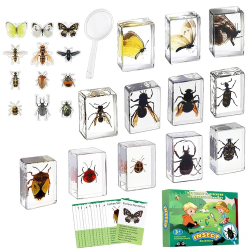 Specimen de Insecto en Resina, Colección Educativa Científica de 12 Piezas, Exhibición para Aula de Ciencias en Preescolar, Specimens Reales de