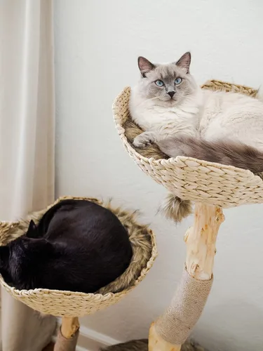 Miniatura 6 de Torre de Árbol para Gatos Moderna, Condominio de Lujo con Ramas Reales, Torre de Gatos de Madera, Árbol para Rascar Gatos, Condominio para Gatos