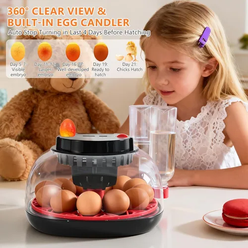 Miniatura 7 de Incubadoras para incubar huevos - Capacidad de 12 huevos, incubadora de huevos con giro automático de huevos y control de temperatura, incubadora