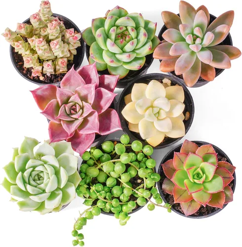 Miniatura 2 de Sprout N Green Plantas suculentas vivas, paquete de 8 suculentas reales surtidas en maceta de 2 pulgadas con mezcla de tierra, plantas pequeñas