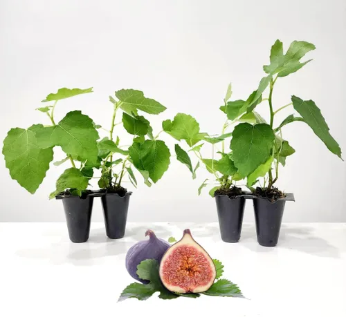 Miniatura 10 de Higuera Black Mission Viva en Venta (Paquete de 4) Plantas Fáciles de Cultivar Planta de Fruta Comestible para Vida Sostenible Cultiva tu