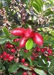 Miniatura 2 de Nuevas semillas de frutas milagrosas frescas 100 piezas Generic