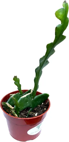 Miniatura 4 de Colecciones de cactus y suculentas de 4" (Fishbone Zig Zag Cactus 'Epiphyllum anguliger')