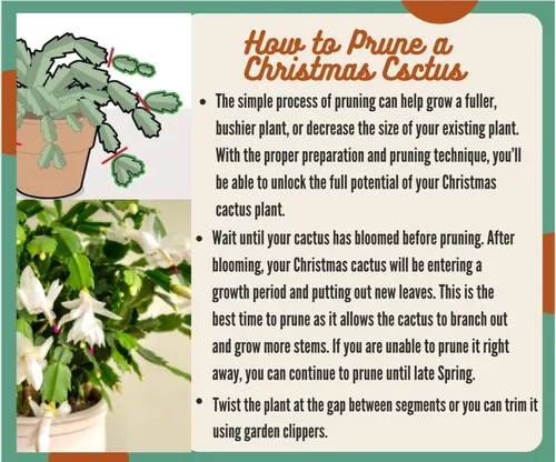Miniatura 8 de Planta viva de cactus de Navidad blanca de 4 pulgadas. Fácil de cultivar y cuidar, csctus navideño. Blanco