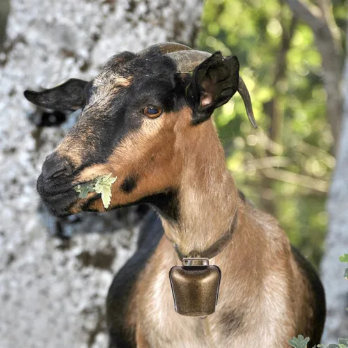 Miniatura 5 de EXCEART 2 unids vaca caballo oveja pastando cobre campanas ganado cabra hierro campanas granja animal cobre fuerte bronce campana 2.19 oz