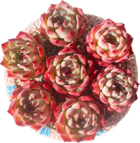 Miniatura 8 de Echeveria cv Momotarou - Plantas suculentas vivas raras, 1 maceta de tamaño de 2.5 pulgadas, planta viva rosa, excluye maceta y tierra, escritorio
