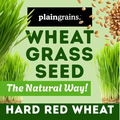 Miniatura 9 de PlainGrains. The Natural Way - Semillas de pasto de trigo de 1.5 libras 100% semillas de hierba de trigo para brotar Semillas de hierba